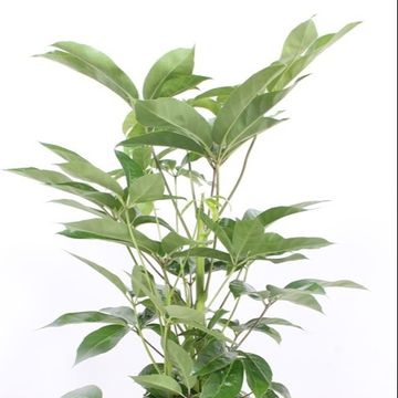 Schefflera actinophylla 'Amate'