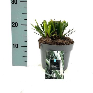 Liriope muscari 'Monroe White'
