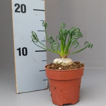 Albuca spiralis