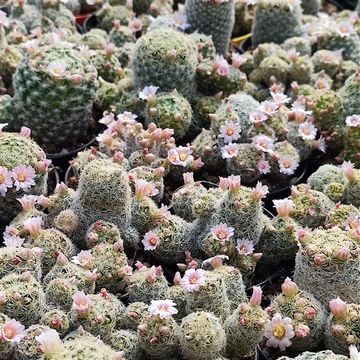 Mammillaria schiedeana giselae