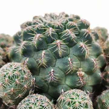 Sulcorebutia canigueralii