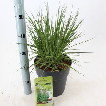 Molinia caerulea 'Moorflamme'