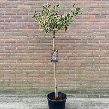 Ilex aquifolium 'Argentea Marginata'