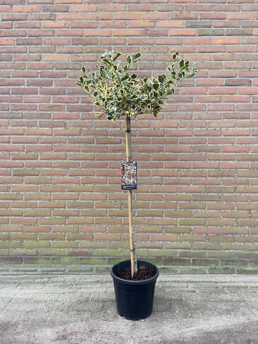 Ilex aquifolium 'Argentea Marginata'  Plant Wholesale FlorAccess