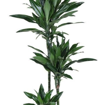 Dracaena fragrans 'Janet Lind Gold'