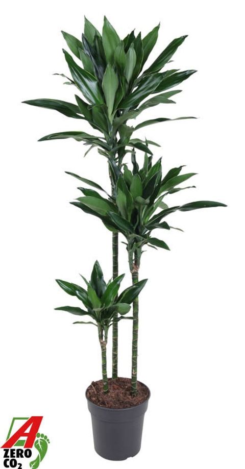 Dracaena fragrans 'Janet Lind Gold'