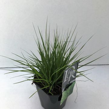 Molinia caerulea 'Edith Dudszus'