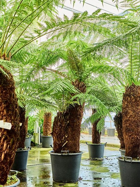 Dicksonia antarctica