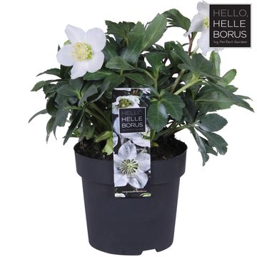 Helleborus niger 'Christmas Carol'