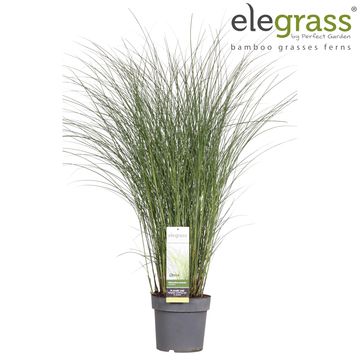 Miscanthus sinensis 'Gracillimus'
