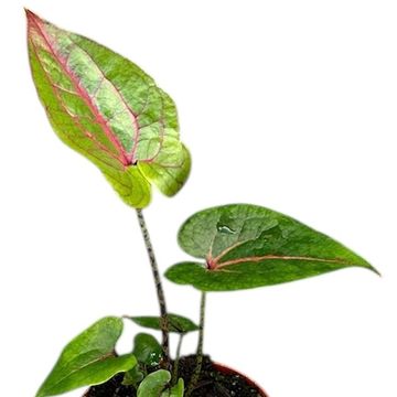 Cyrtosperma johnstonii