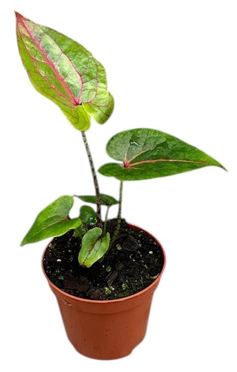 Cyrtosperma johnstonii