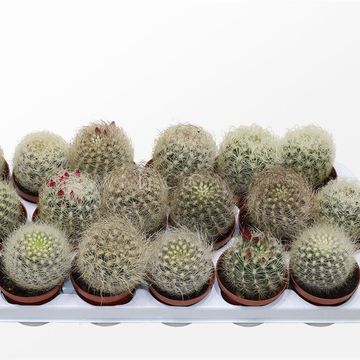 Neoporteria nidus senilis