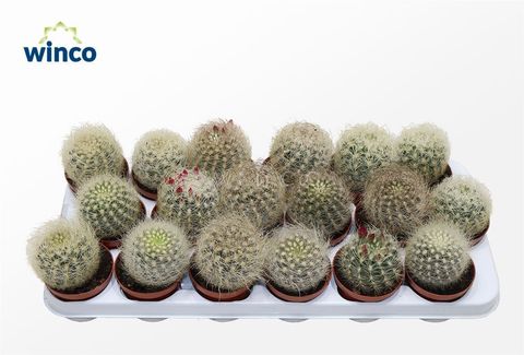 Neoporteria nidus senilis