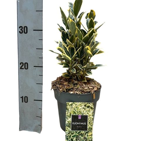 Euonymus japonicus 'Браво'