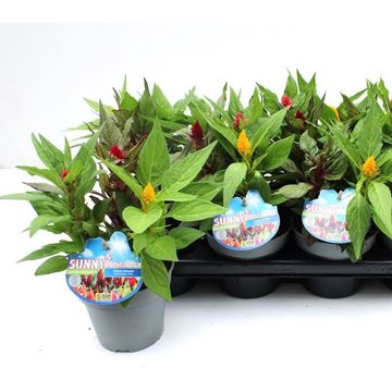 Celosia MIX IN POT