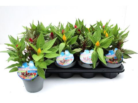 Celosia MIX IN POT