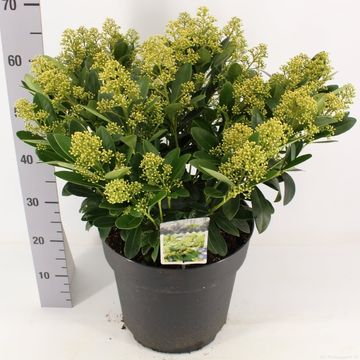 Skimmia japonica 'Finchy'