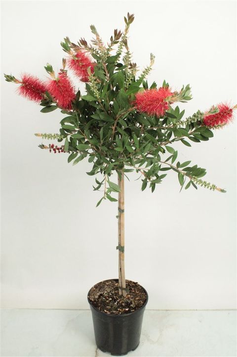 Callistemon citrinus 'Splendens'