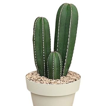 Marginatocereus marginatus