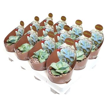 Agave potatorum 'Shoji-Raijin'