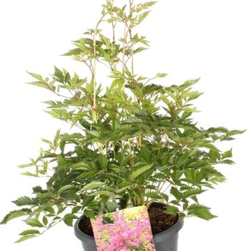 Astilbe 'Amerika'