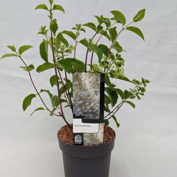 Hydrangea paniculata 'Silver Dollar'