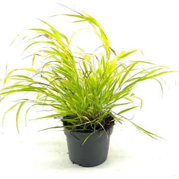 Hakonechloa macra SUNFLARE