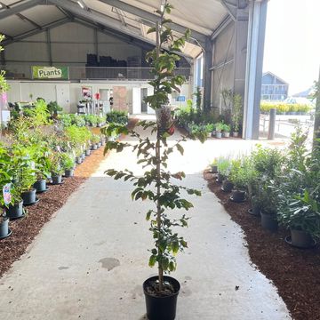 Parrotia persica 'Vanessa'