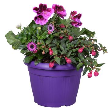 Perennials MIX IN POT