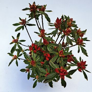 Rhododendron 'Hot Shot Variegata'