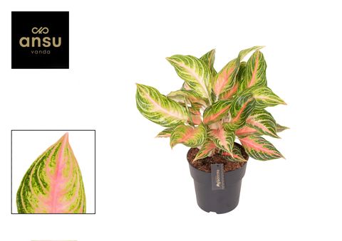 Aglaonema 'Eyecatcher'