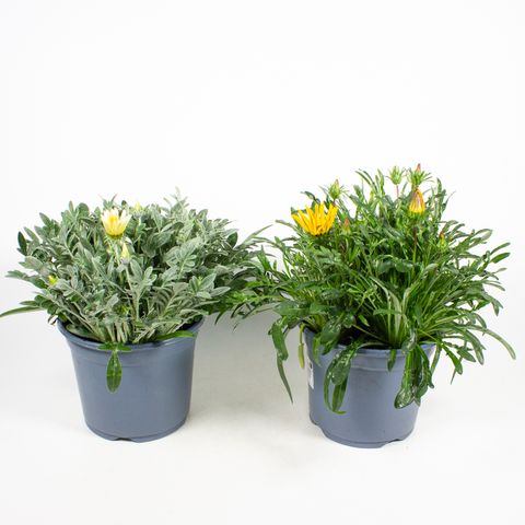 Gazania MIX