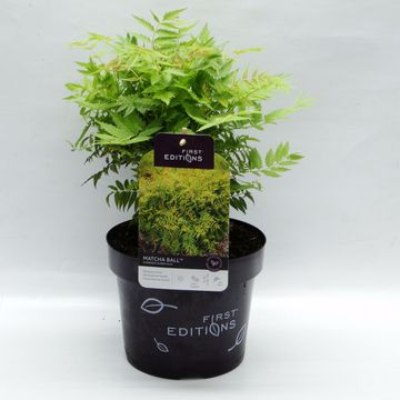 Sorbaria sorbifolia MATCHA BALL