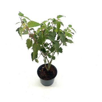 Acer davidii
