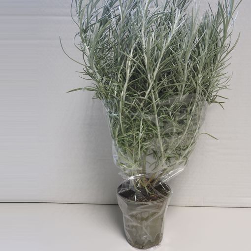 Helichrysum italicum (Herbio-België BVBA)