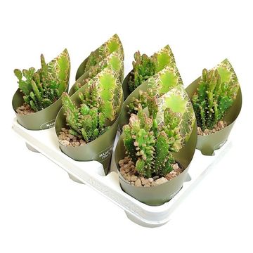 Opuntia monacantha variegata