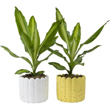 Plantas o interior MIX