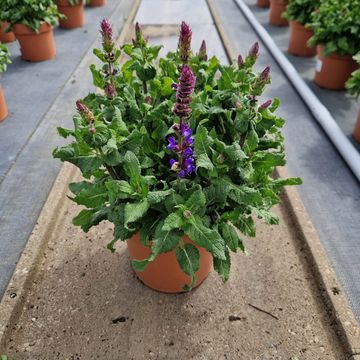 Salvia nemorosa