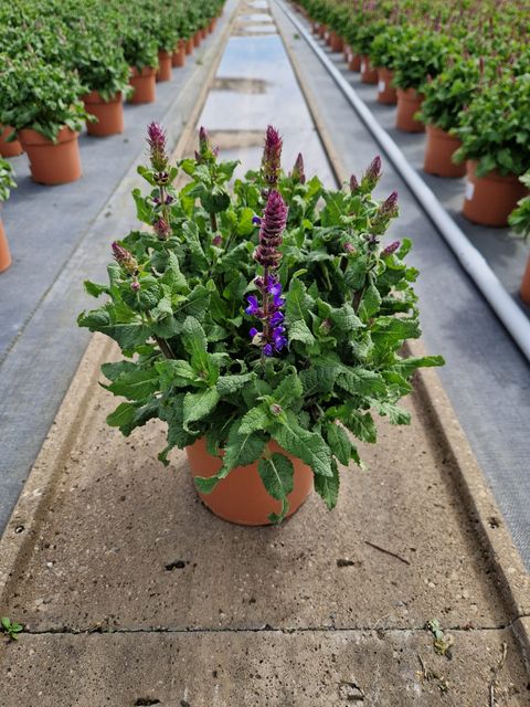 Salvia nemorosa