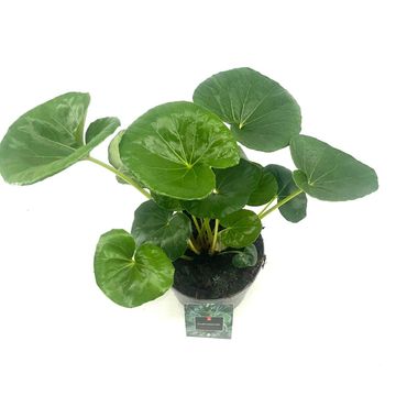 Farfugium japonicum giganteum