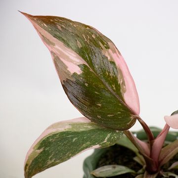 Philodendron 'Pink Princess'