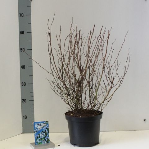 Ceratostigma willmottianum