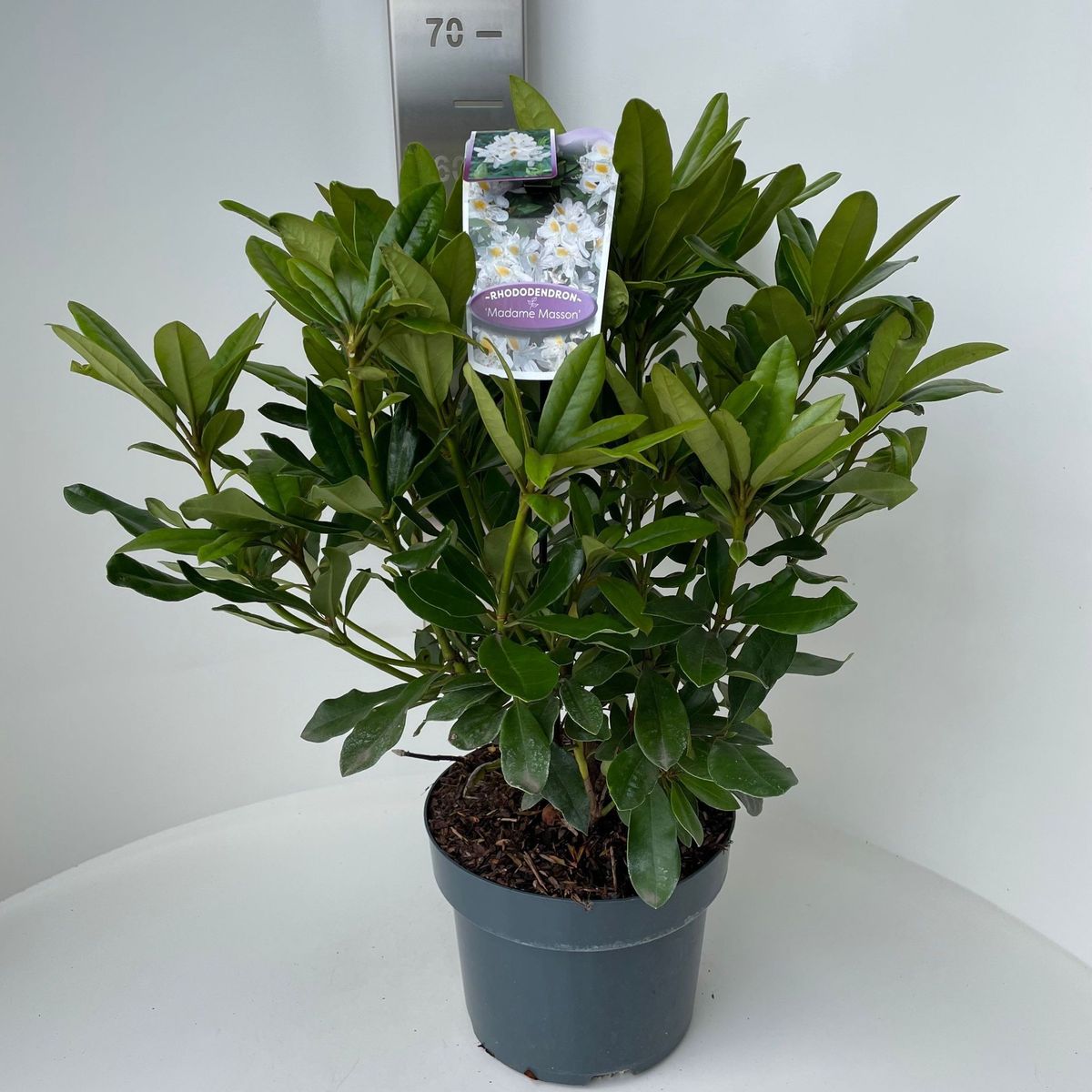 sansevieria schwiegermutterzunge Sansevieria trifasciata