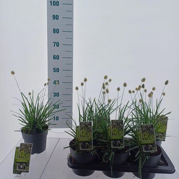Sesleria heufleriana