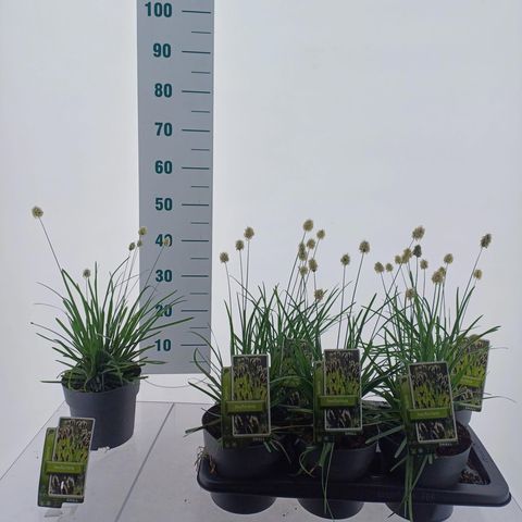 Sesleria heufleriana