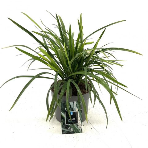 Liriope muscari 'Monroe White'