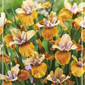 Iris sibirica 'Colonel Mustard'