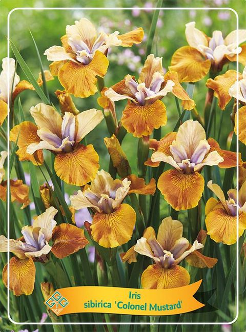 Iris sibirica 'Colonel Mustard'