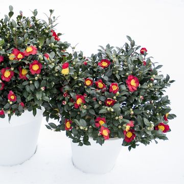 Camellia sasanqua 'Yuletide'